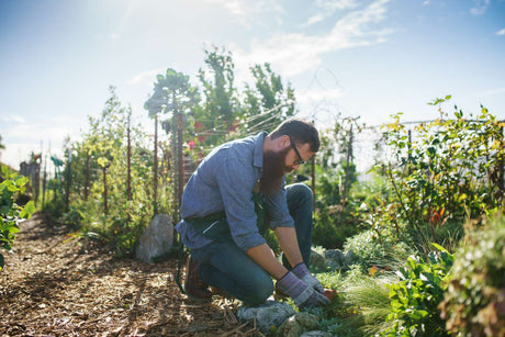 Harvesting seeds by hand from an outdoor crop