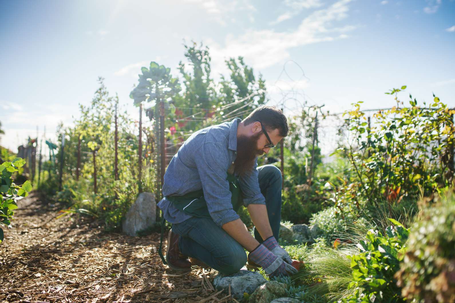 Harvesting seeds by hand from an outdoor crop