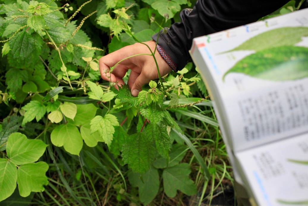 Person holding a book of plant species up against a bush they are identifying