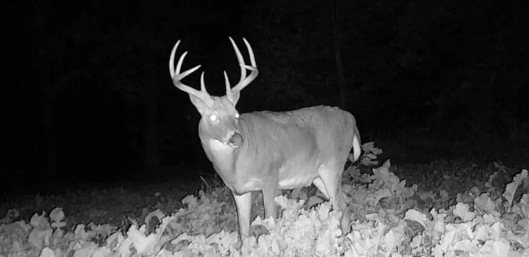 Stealth Cam: Digital Night Vision Binoculars