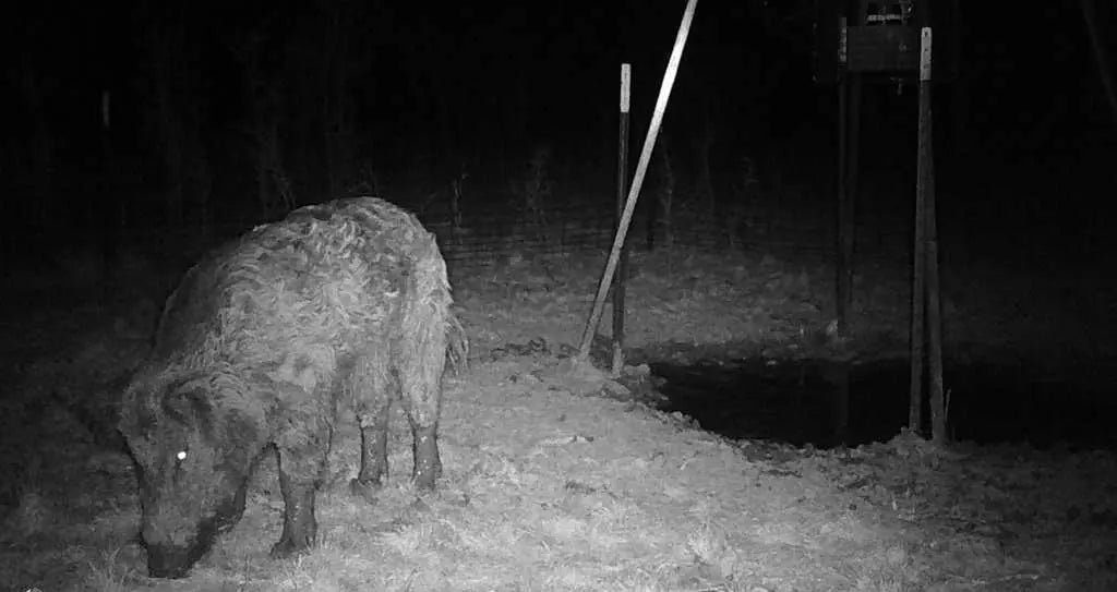 Stealth Cam: Digital Night Vision Binoculars