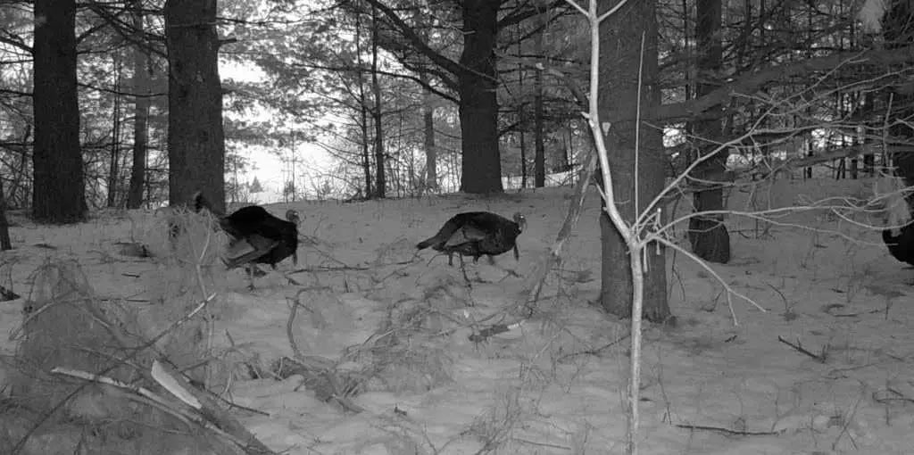 Stealth Cam: Digital Night Vision Binoculars