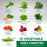 Limitless Growth 10 Vegetable Seed Varieties for Spring & Fall | 10,000+ Seeds