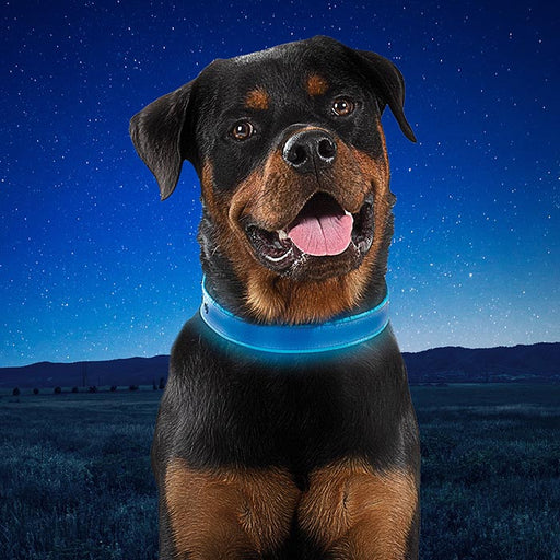 A rottweiller wearing a Nite-Ize Rechargeable LED Dog Collar. The collar is glowing blue and a large grassy field with a star lit night sky show in the background.