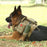 A german shepherd taking a break laying ont he ground with the Mill-Spex k-9 Tactical Molle Dog vest on. A first aid kit is attached to the vest with a green water bottle. The dog is laying on grass in a park during the day.